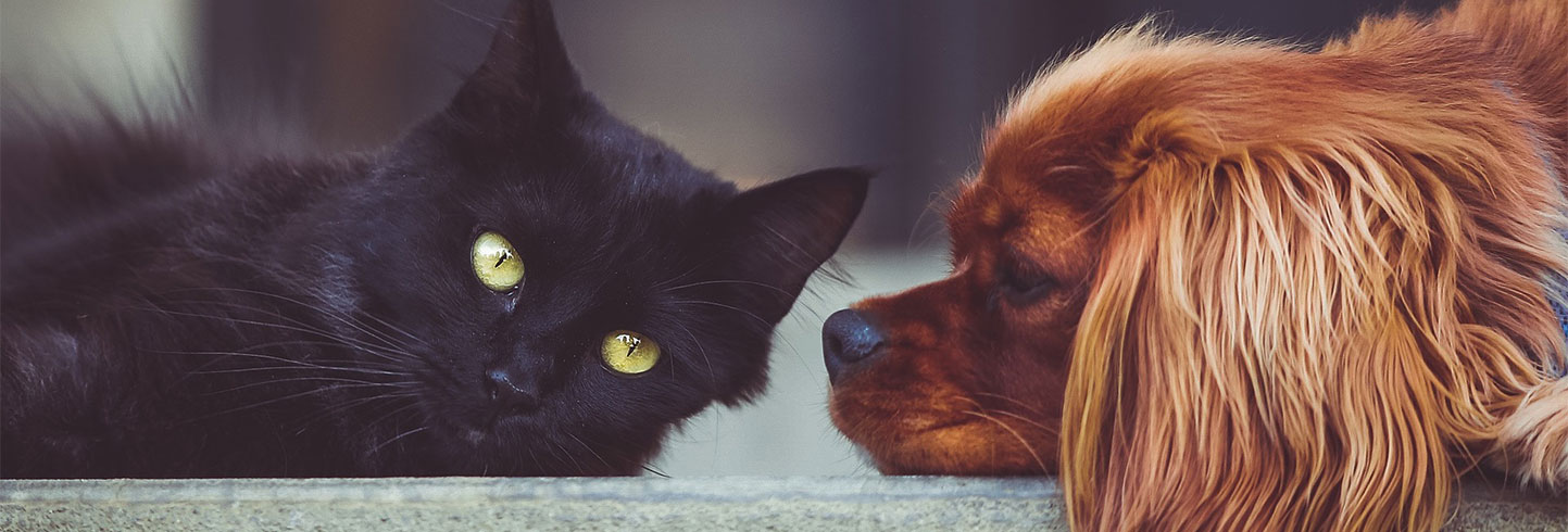 Ft. Myers veterinarians